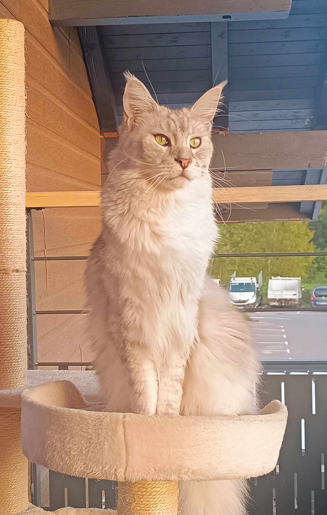 Gus a rejoint le concours — aidez-le/la à gagner de superbes lots ! cat, fluffy, sitting, cat_tree, indoor, wooden_wall, window, parking_lot, vehicles, feline, pet, domestic_animal, calm, long_hair, whiskers, ears, tail, paws, quiet, relaxed
