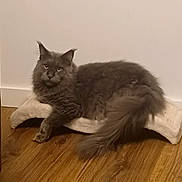 Kaya participe au concours pour gagner de l'argent avec cette photo : animal, cat, cozy, domestic, ears, feline, fluffy, gray_cat, house_pet, indoor, long_hair, lounging, pet, quiet, relaxed, resting, scratcher, tail, whiskers, wooden_floor