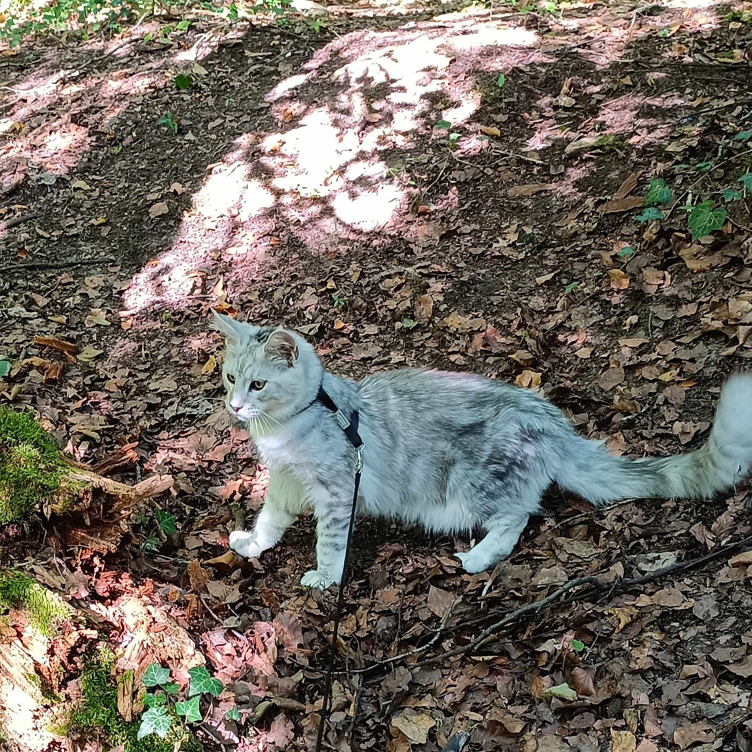 Gustave a rejoint le concours — aidez-le/la à gagner de superbes lots ! animal, cat, grass, green, grove, herbal, herbs, jungle, land, leaf, nature, outdoors, pet, plant, rock, soil, tree, vegetation, wilderness, woodland