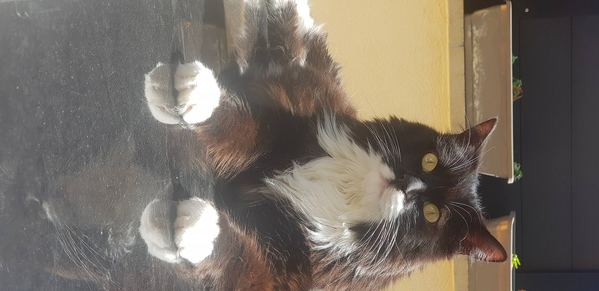 Pacha a rejoint le concours — aidez-le/la à gagner de superbes lots ! carnivore, cat, claw, domestic_short_haired_cat, felidae, fur, paw, small_to_medium_sized_cats, tail, terrestrial_animal, whiskers, window