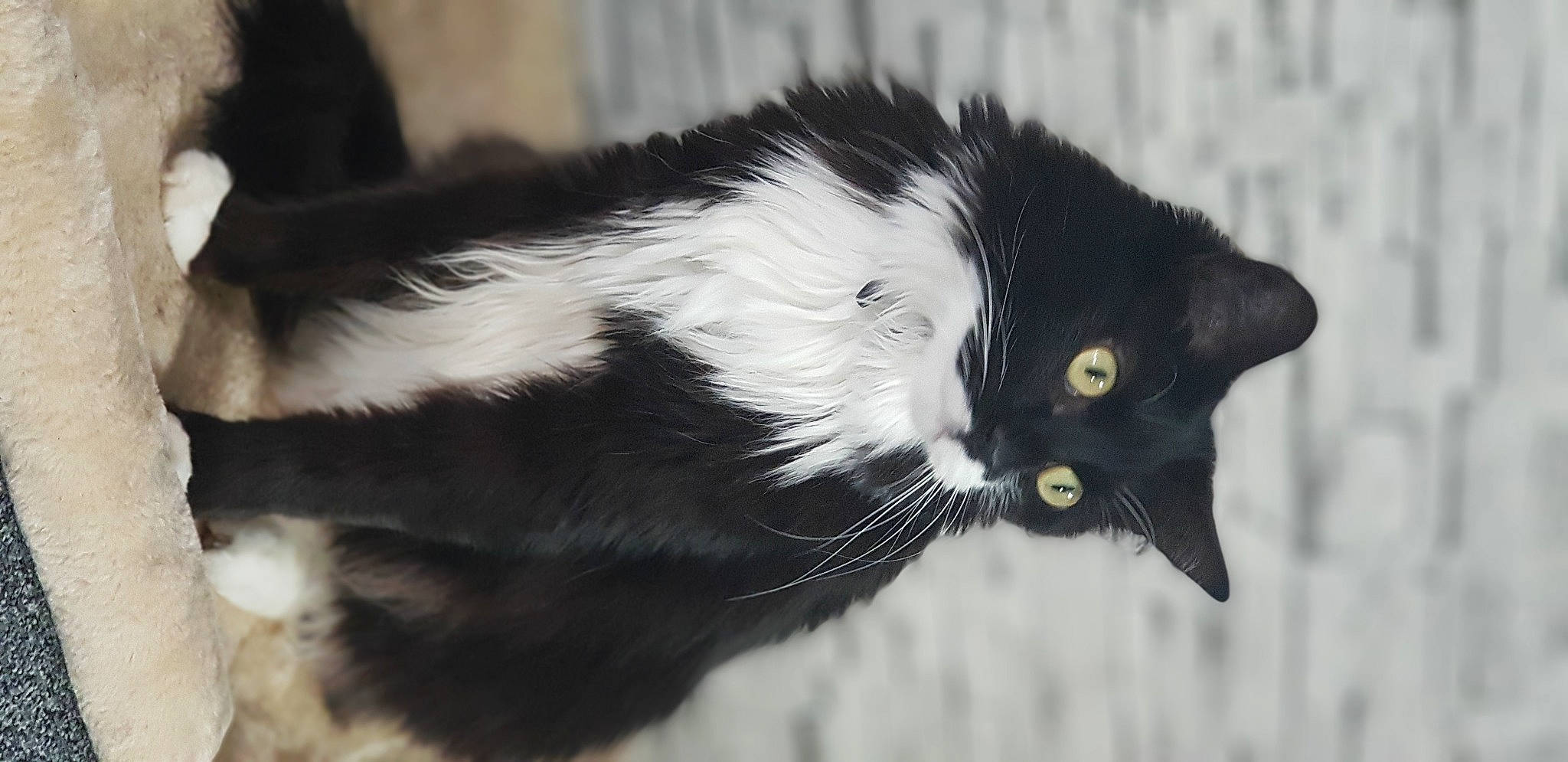 Pacha a rejoint le concours — aidez-le/la à gagner de superbes lots ! balance, black_cat, carnivore, cat, close_up, domestic_short_haired_cat, felidae, fur, monochrome_photography, small_to_medium_sized_cats, snout, tail, terrestrial_animal, whiskers