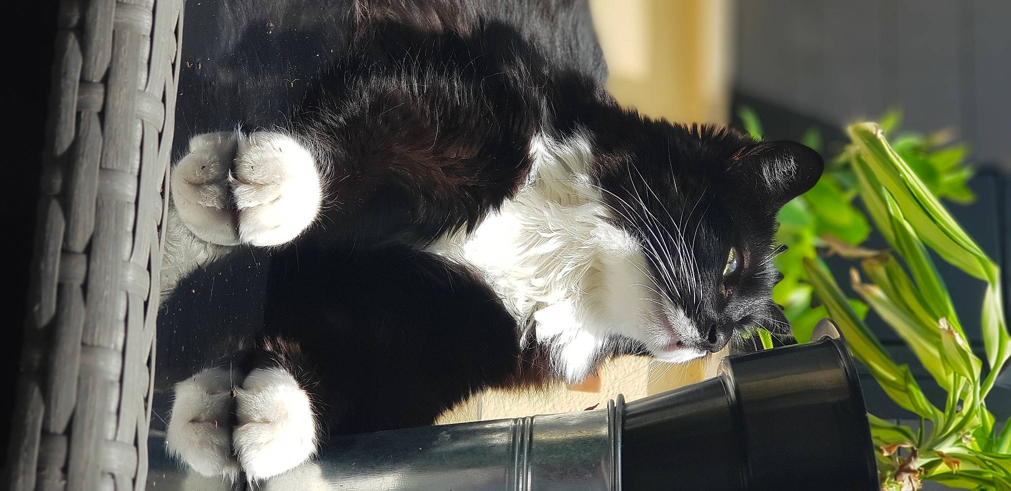 Pacha participe au concours pour gagner de l'argent avec cette photo : box, carnivore, cat, cat_supply, claw, domestic_short_haired_cat, felidae, foot, fur, paw, plant, small_to_medium_sized_cats, snout, tail, terrestrial_animal, whiskers, window, windshield