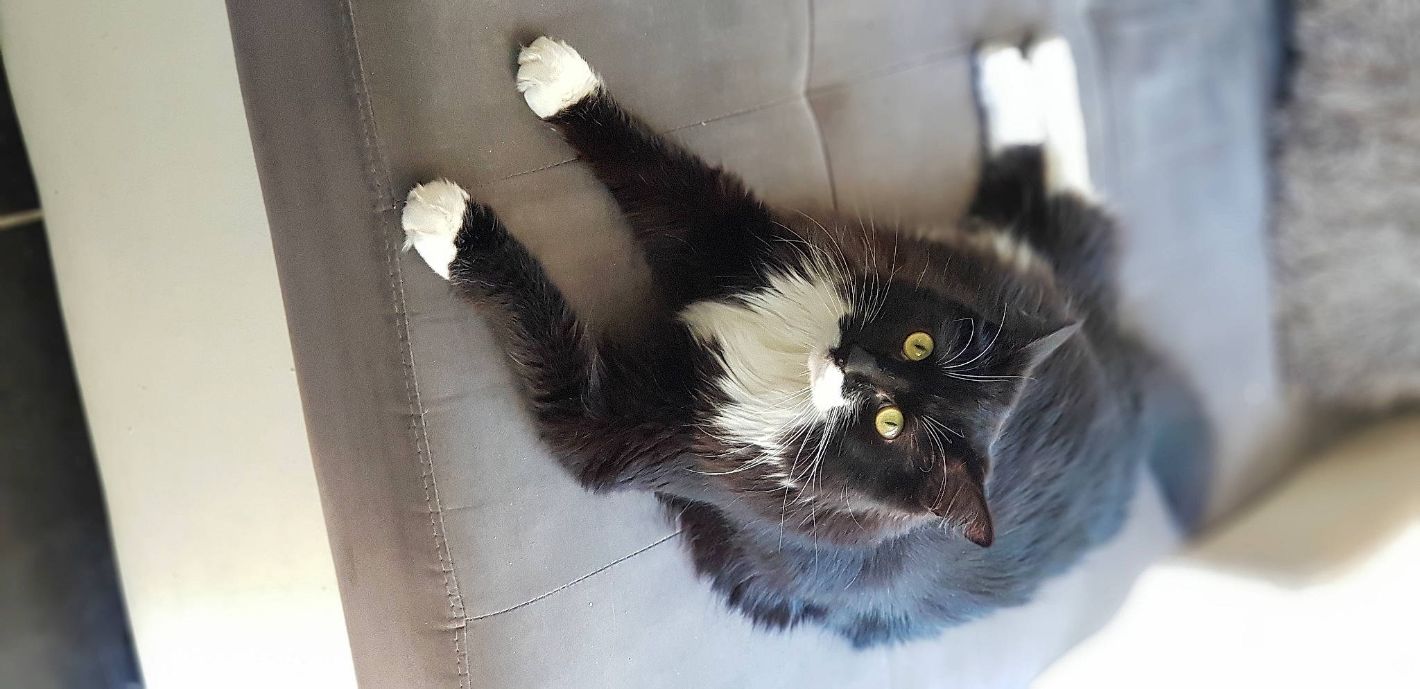 Pacha a rejoint le concours — aidez-le/la à gagner de superbes lots ! carnivore, cat, claw, domestic_short_haired_cat, felidae, fur, pet_supply, small_to_medium_sized_cats, snout, tail, terrestrial_animal, whiskers, window