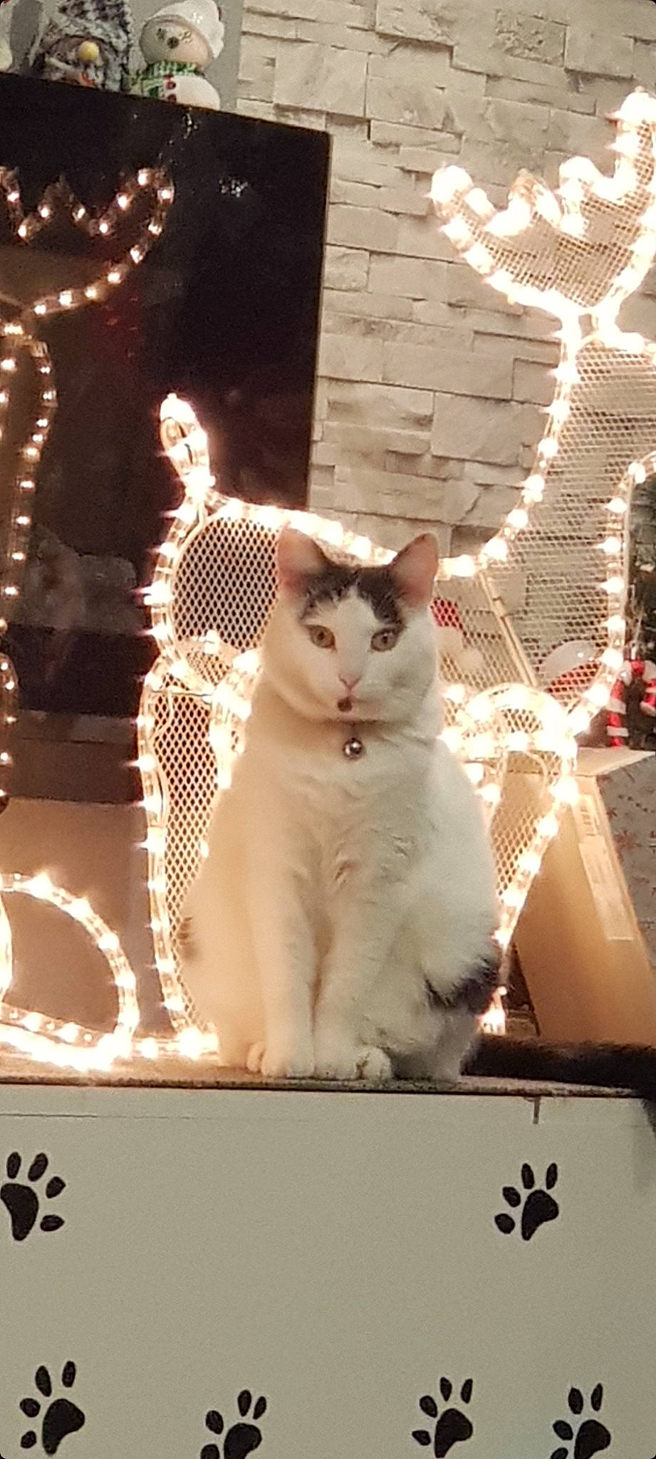 Câline participe au concours pour gagner de l'argent avec cette photo : carnivore, cat, darkness, domestic_short_haired_cat, event, felidae, fur, holiday, light, night, pattern, paw, small_to_medium_sized_cats, snout, tail, tree, whiskers, window