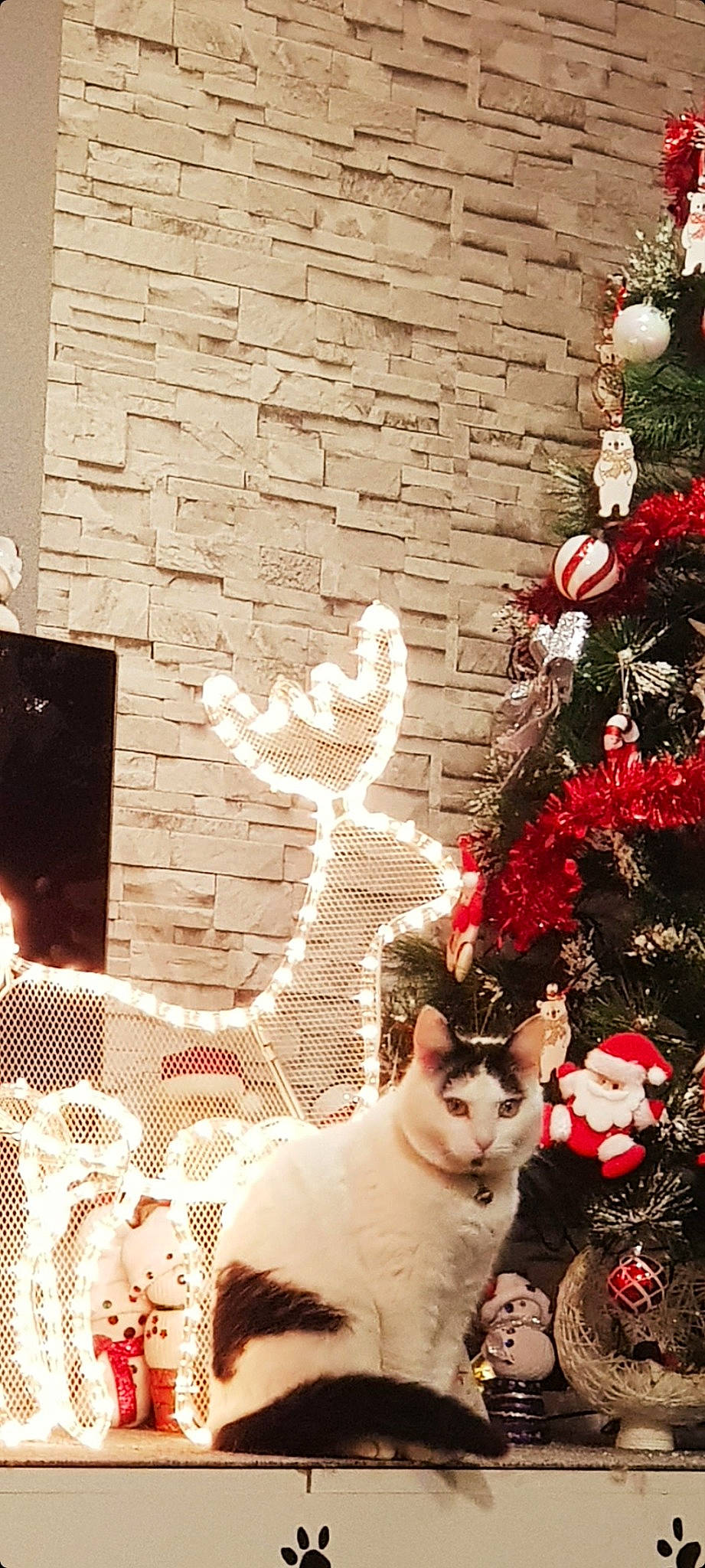 Câline a rejoint le concours — aidez-le/la à gagner de superbes lots ! art, branch, brick, brickwork, cat, christmas_decoration, christmas_tree, fawn, felidae, leaf, photograph, plant, small_to_medium_sized_cats, snapshot, tail, tree, whiskers, white, wood, woody_plant