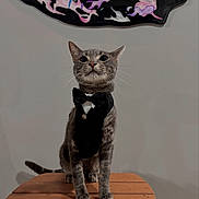 Spyder is registered to the contest to win money with this photo: abstract_art, animal, bow_tie, cat, cute, domestic_cat, ears, feline, fur, gray_tabby, indoor, painting, pet, portrait, sitting, tabletop, tuxedo, wall, whiskers, wooden_table