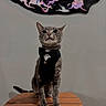 abstract_art, animal, bow_tie, cat, cute, domestic_cat, ears, feline, fur, gray_tabby, indoor, painting, pet, portrait, sitting, tabletop, tuxedo, wall, whiskers, wooden_table