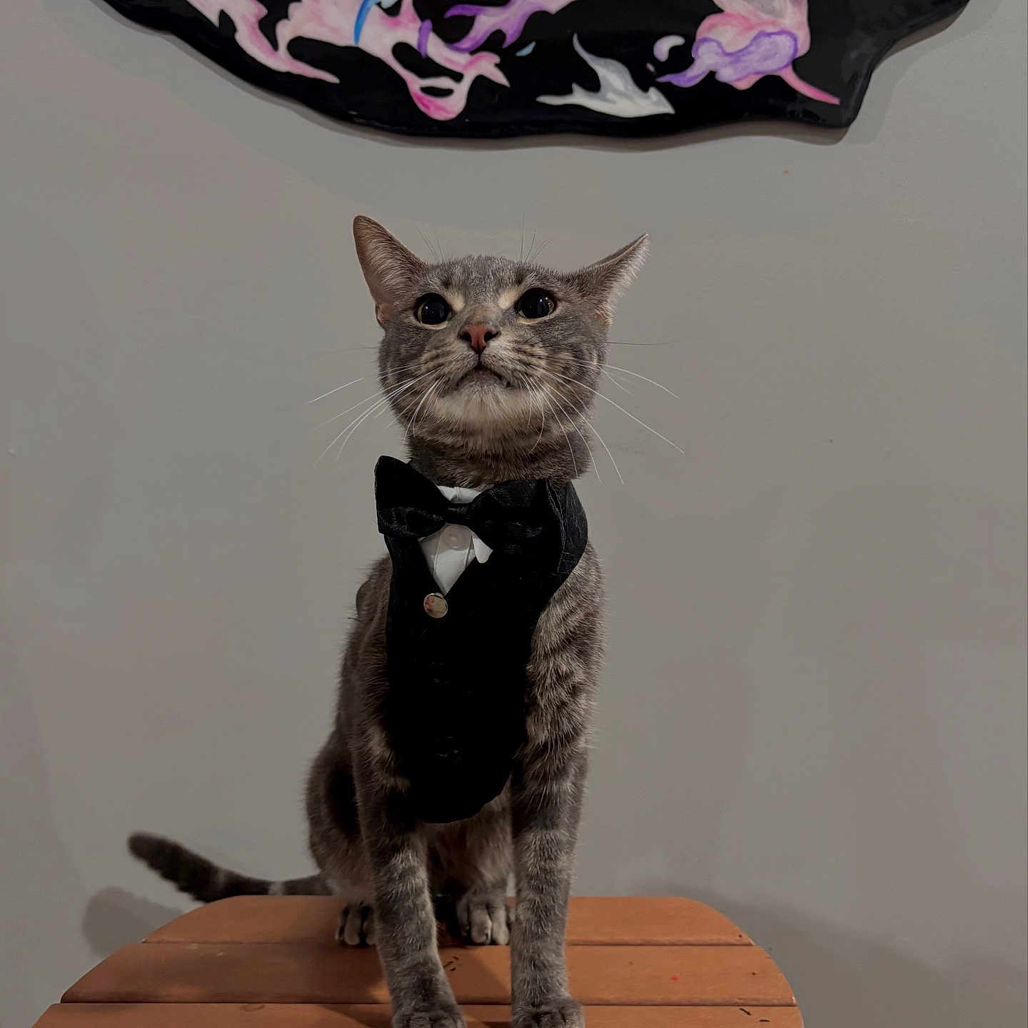 Spyder is registered to the contest to win money with this photo: abstract_art, animal, bow_tie, cat, cute, domestic_cat, ears, feline, fur, gray_tabby, indoor, painting, pet, portrait, sitting, tabletop, tuxedo, wall, whiskers, wooden_table