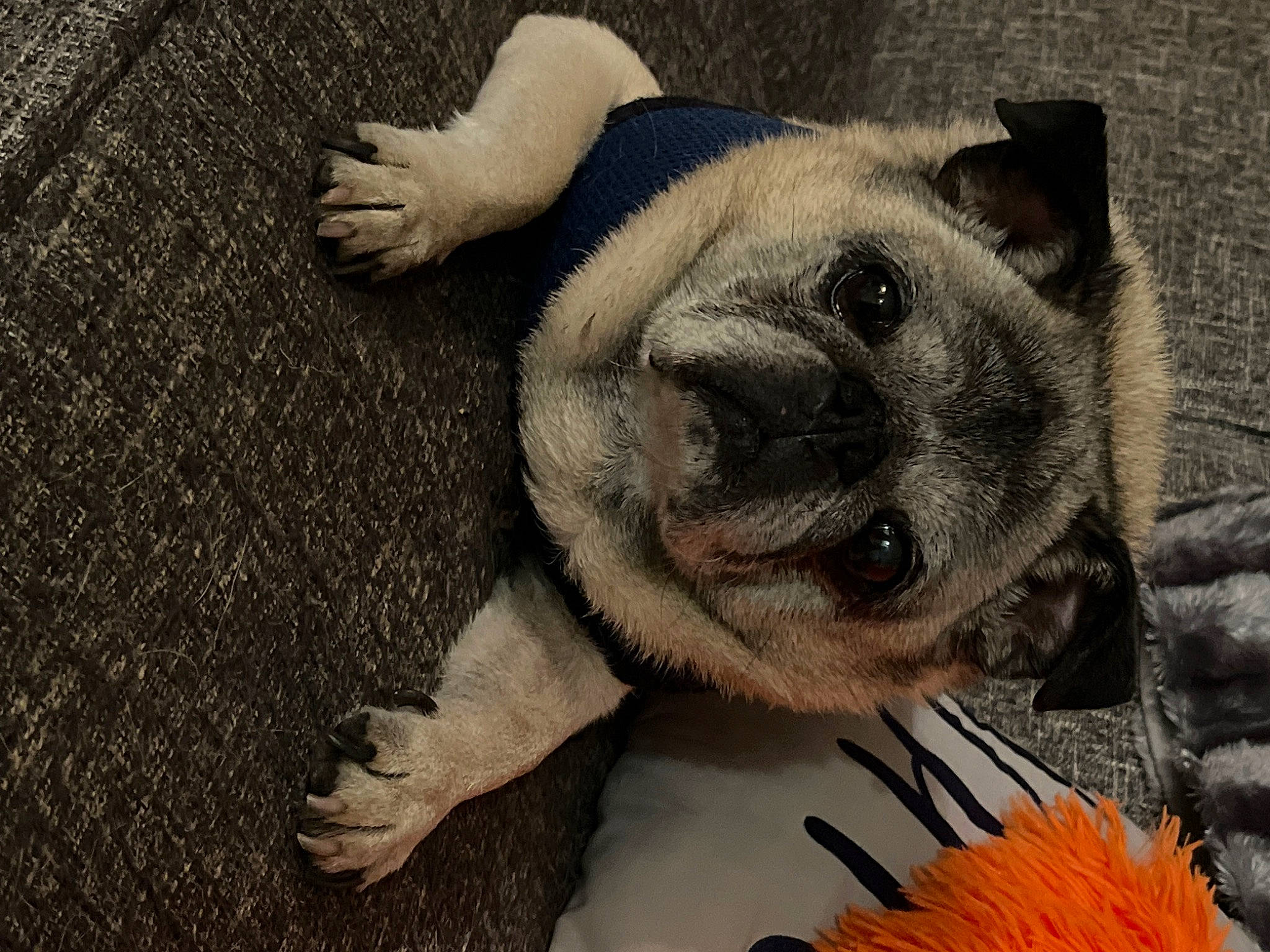 Flotsam joined the competition — help win amazing prizes! bulldog, canidae, carnivore, comfort, companion_dog, dog, dog_breed, fawn, felidae, fur, grey, paw, pug, sporting_group, terrestrial_animal, toy_dog, whiskers, window, working_animal, wrinkle