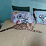 cat, bed, pillow, floral_pattern, striped_tail, spotted_fur, resting, indoor, cozy, feline, striped_legs, relaxed, sleepy, soft_light, bedroom, decor, furniture, animal, cute, domestic_pet