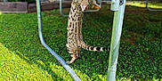 Ava participe au concours pour gagner de l'argent avec cette photo : cat, spotted_cat, trampoline, grass, backyard, outdoor, playful, pet, animal, clover, sunlight, metal_frame, stretching, feline, nature, summer, greenery, wooden_fence, shadow, daylight