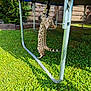 cat, spotted_cat, trampoline, grass, backyard, outdoor, playful, pet, animal, clover, sunlight, metal_frame, stretching, feline, nature, summer, greenery, wooden_fence, shadow, daylight
