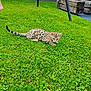 cat, spotted_cat, grass, lawn, outdoor, greenery, pet, animal, playground, swing, wood, wooden_beams, backyard, nature, feline, small_cat, curious, crouching, daylight, eye_contact