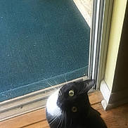 Homie joined the competition — help win amazing prizes! animal, black_and_white, blue_carpet, cat, companion, curious, domestic_cat, door_frame, eye_contact, feline, flooring, food_bowl, green_eyes, household, indoor, looking_up, pet, sliding_door, whiskers, wooden_floor