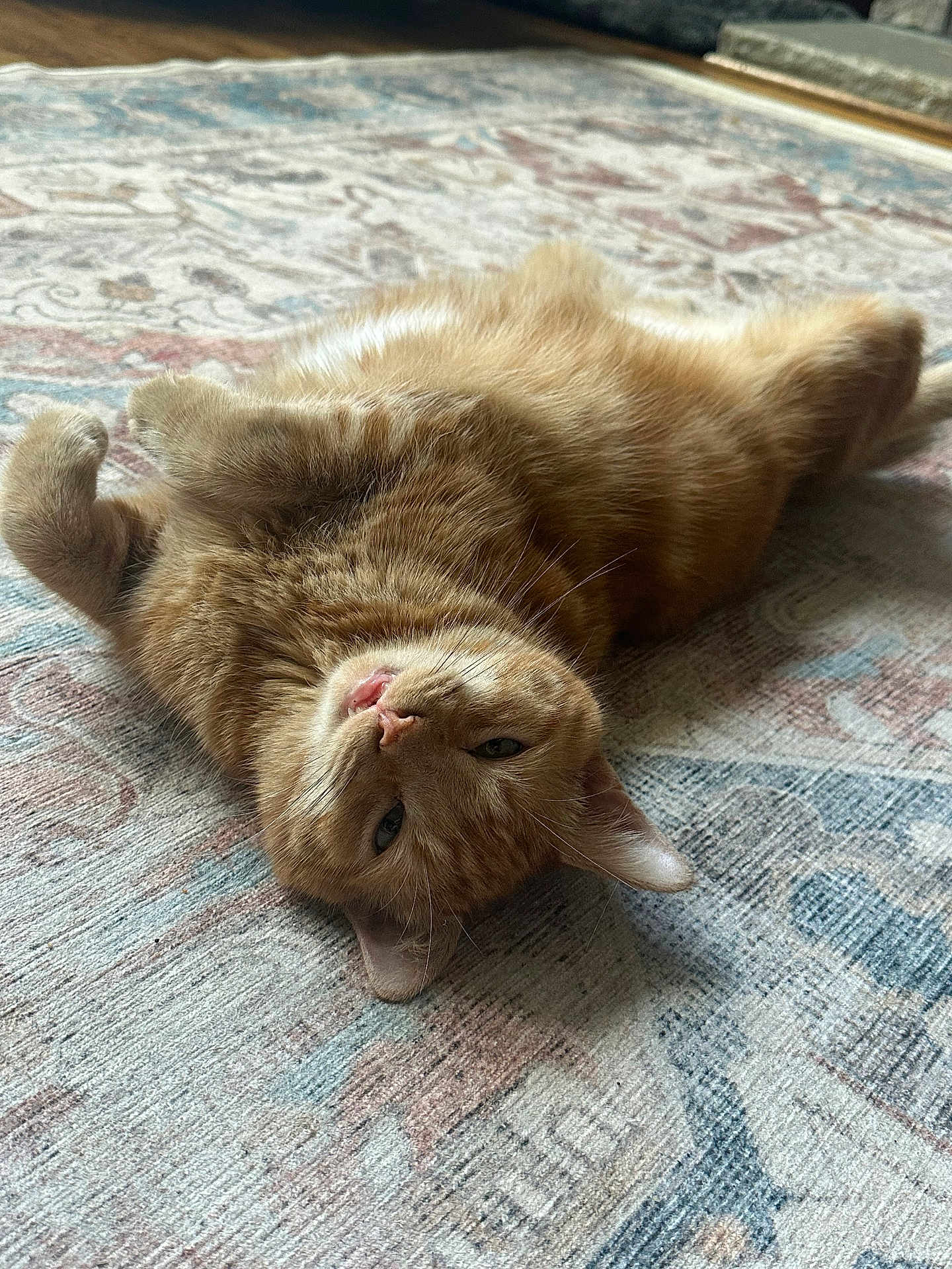 Nacho is registered to the contest to win money with this photo: cat, ginger_cat, pet, lying_down, belly_up, fur, indoor, carpet, patterned_rug, playful, cute, animal, whiskers, relaxed, one_animal, feline, ears, nose, mouth, eyes
