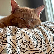 Nacho is registered to the contest to win money with this photo: cat, sleeping, orange_tabby, pet, indoor, blanket, patterned_blanket, close_up, feline, resting, cozy, fur, whiskers, ear, window, natural_light, soft_light, domestic_animal, relaxation, comfort