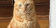 Nacho is registered to the contest to win money with this photo: cat, orange_tabby, feline, pet, indoor, wooden_floor, door, fur, whiskers, ears, animal, mammal, sitting, portrait, domestic_cat, closeup, natural_light, household, cozy, texture