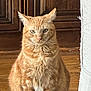 cat, orange_tabby, feline, pet, indoor, wooden_floor, door, fur, whiskers, ears, animal, mammal, sitting, portrait, domestic_cat, closeup, natural_light, household, cozy, texture