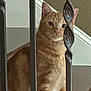Nacho is registered to the contest to win money with this photo: cat, orange_tabby, staircase, iron_railings, pet, indoor, curious, feline, animal, whiskers, ears, fur, stairs, home, closeup, domestic_cat, brown, soft_light, looking, vertical_bars