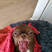 Pépite participe au concours pour gagner de l'argent avec cette photo : dog, small_dog, brown_dog, tongue_out, yawning, wrapped_in_cloth, red_cloth, fringed_cloth, fuzzy_bed, pet, indoor, wooden_floor, cute, animal, canine, playful, closeup, expression, funny_face, domestic