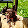 Pépite a rejoint le concours — aidez-le/la à gagner de superbes lots ! dog, chihuahua, outdoor, sunlight, bed, fluffy, greenery, flowers, collar, pet, relaxed, garden, animal, two_dogs, small_dog, chair, nature, daylight, cute, companion