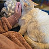 animal, blanket, cat, chin_scratch, close_up, comfort, content, cozy, cream_colored, fluffy, fur, hand, indoor, person, pet, relaxed, soft, sweater, tail, warm