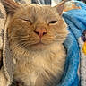 Domingo joined the competition — help win amazing prizes! animal, blanket, cat, closeup, cozy, cute, ears, feline, fur, indoor, nose, orange_cat, pet, relaxed, resting, snug, soft, warm, whiskers, winking