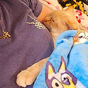 Domingo is registered to the contest to win money with this photo: blanket, blue_blanket, cat, closeup, cozy, cute, feline, hand, indoor, jewelry, nap, necklace, owl_pattern, paw, person, purple_shirt, resting, skeleton_hand_design, sleeping, tattoo