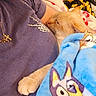 blanket, blue_blanket, cat, closeup, cozy, cute, feline, hand, indoor, jewelry, nap, necklace, owl_pattern, paw, person, purple_shirt, resting, skeleton_hand_design, sleeping, tattoo