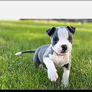 Bali is registered to the contest to win money with this photo: puppy, dog, grass, outdoor, pet, young, cute, animal, collar, walking, green, nature, playful, canine, mammal, summer, field, fur, small, adorable