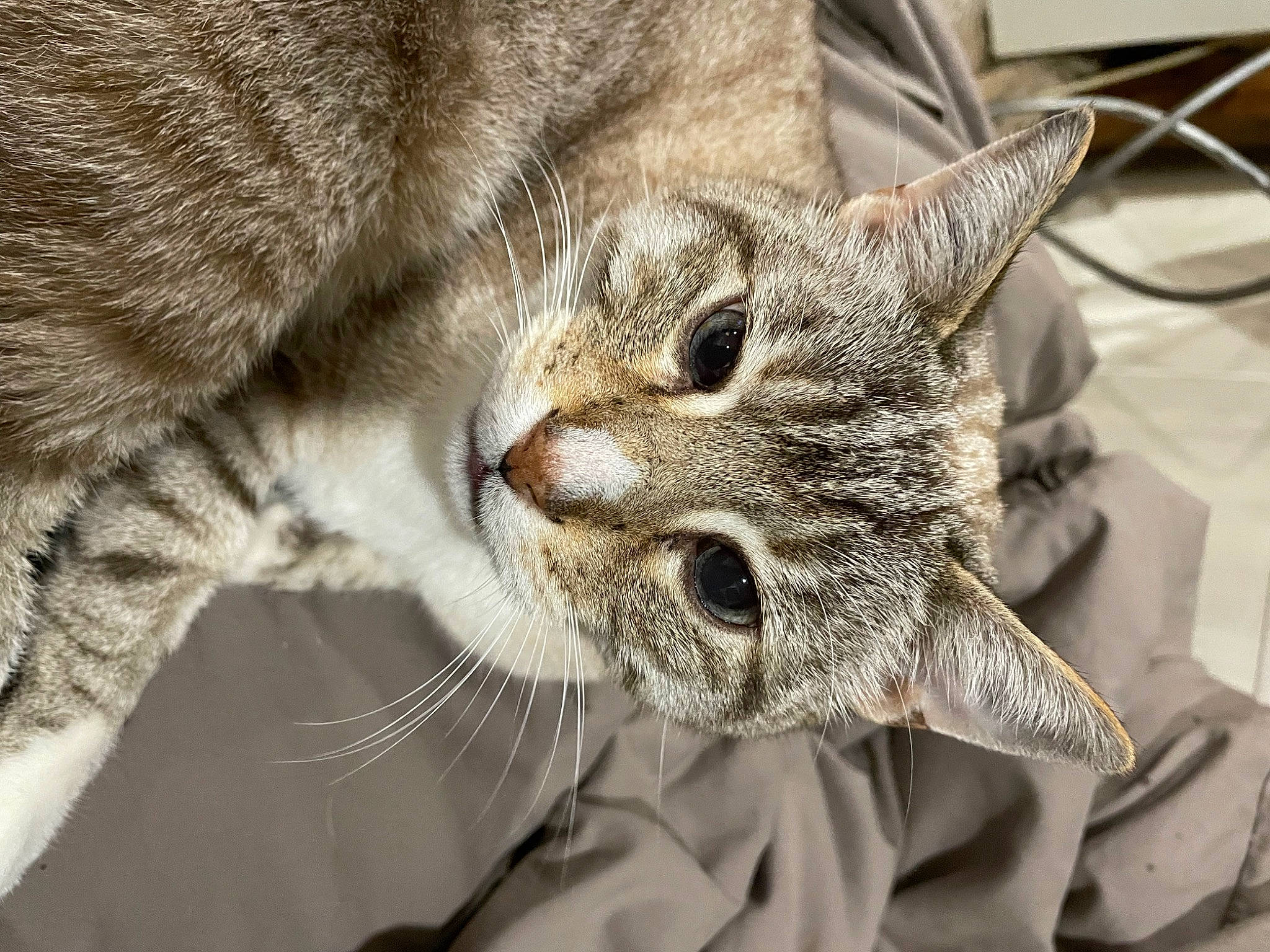 Homer a rejoint le concours — aidez-le/la à gagner de superbes lots ! bobcat, carnivore, cat, claw, close_up, domestic_short_haired_cat, ear, felidae, fur, paw, small_to_medium_sized_cats, snout, terrestrial_animal, whiskers, wildlife