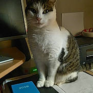 Horus a rejoint le concours — aidez-le/la à gagner de superbes lots ! aegean_cat, cat, cat_like_mammal, domestic_short_haired_cat, european_shorthair, kitten, small_to_medium_sized_cats, technology, whiskers