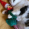 cat, closeup, cozy, cuddle, cute, domestic_animal, elf_doll, feline, gray_cat, green_clothing, holiday, indoor, pet, red_hat, resting, sleeping, soft_blanket, striped_legs, toy, white_cat