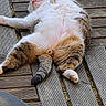 Horus a rejoint le concours — aidez-le/la à gagner de superbes lots ! animal, belly_up, brown, cat, cute, domestic_cat, fur, leisure, nature, outdoor, paw, pet, relaxed, resting, sleeping, striped, sunlight, tail, white, wooden_deck