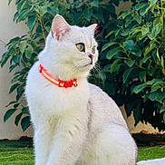 Uma a rejoint le concours — aidez-le/la à gagner de superbes lots ! alert, animal, cat, daylight, domestic_cat, ears, feline, fur, grass, greenery, leafy_background, nature, orange_collar, outdoor, pet, side_view, sitting, tail, whiskers, white_cat