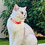 alert, animal, cat, daylight, domestic_cat, ears, feline, fur, grass, greenery, leafy_background, nature, orange_collar, outdoor, pet, side_view, sitting, tail, whiskers, white_cat