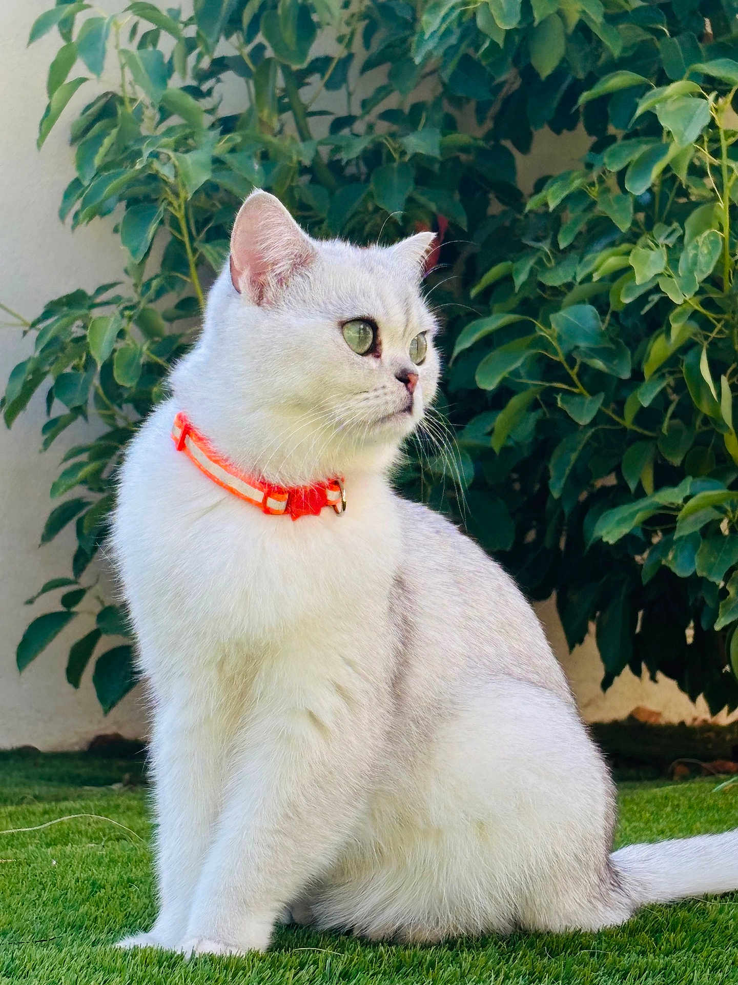 Uma