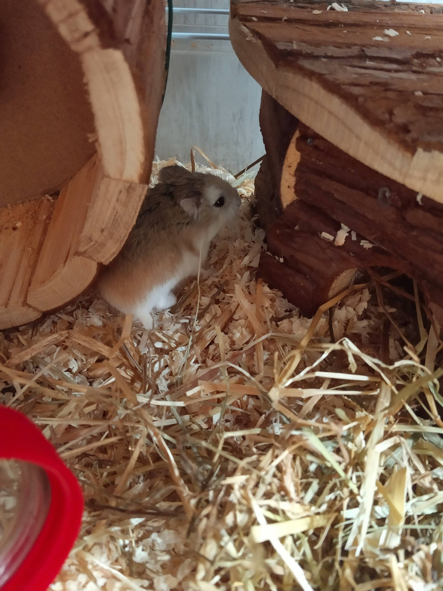 Bambou participe au concours pour gagner de l'argent avec cette photo : chinchilla, degu, domestic_rabbit, fawn, gerbil, hamster, muridae, muroidea, rabbit, rabbits_and_hares, rodent, straw, wood