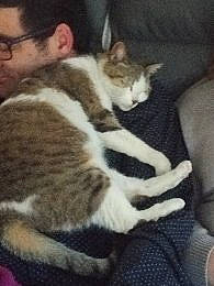 Lilou a rejoint le concours — aidez-le/la à gagner de superbes lots ! carnivore, cat, domestic_short_haired_cat, european_shorthair, fawn, felidae, fur, kitten, polydactyl_cat, small_to_medium_sized_cats, tabby_cat, tail, whiskers