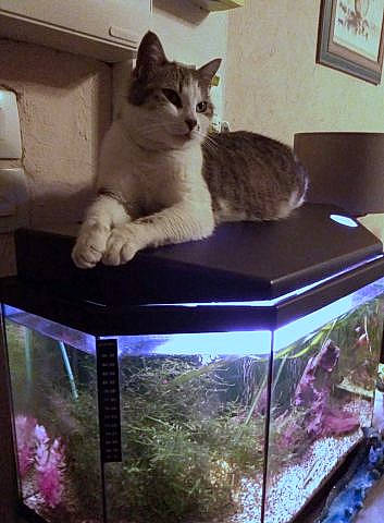 Lilou participe au concours pour gagner de l'argent avec cette photo : carnivore, cat, cat_bed, cat_supply, domestic_short_haired_cat, european_shorthair, felidae, kitten, polydactyl_cat, small_to_medium_sized_cats, table, whiskers