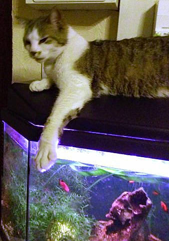 Lilou a rejoint le concours — aidez-le/la à gagner de superbes lots ! carnivore, cat, domestic_short_haired_cat, european_shorthair, fawn, felidae, fur, kitten, polydactyl_cat, small_to_medium_sized_cats, tabby_cat, tail, whiskers