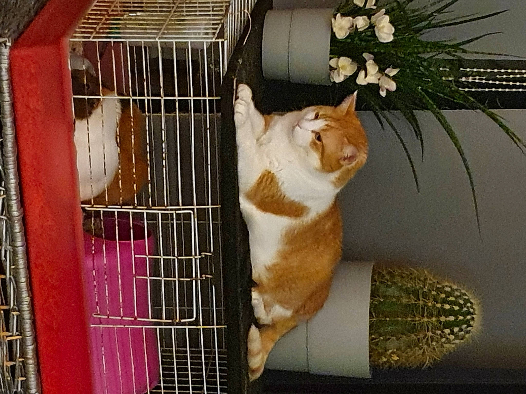 Bouchon participe au concours pour gagner de l'argent avec cette photo : animal_shelter, carnivore, cat, cat_supply, dog_supply, fawn, felidae, flower, flower_arranging, light, mesh, pet_supply, plant, small_to_medium_sized_cats, snapshot, tail, twig, whiskers, white, wood