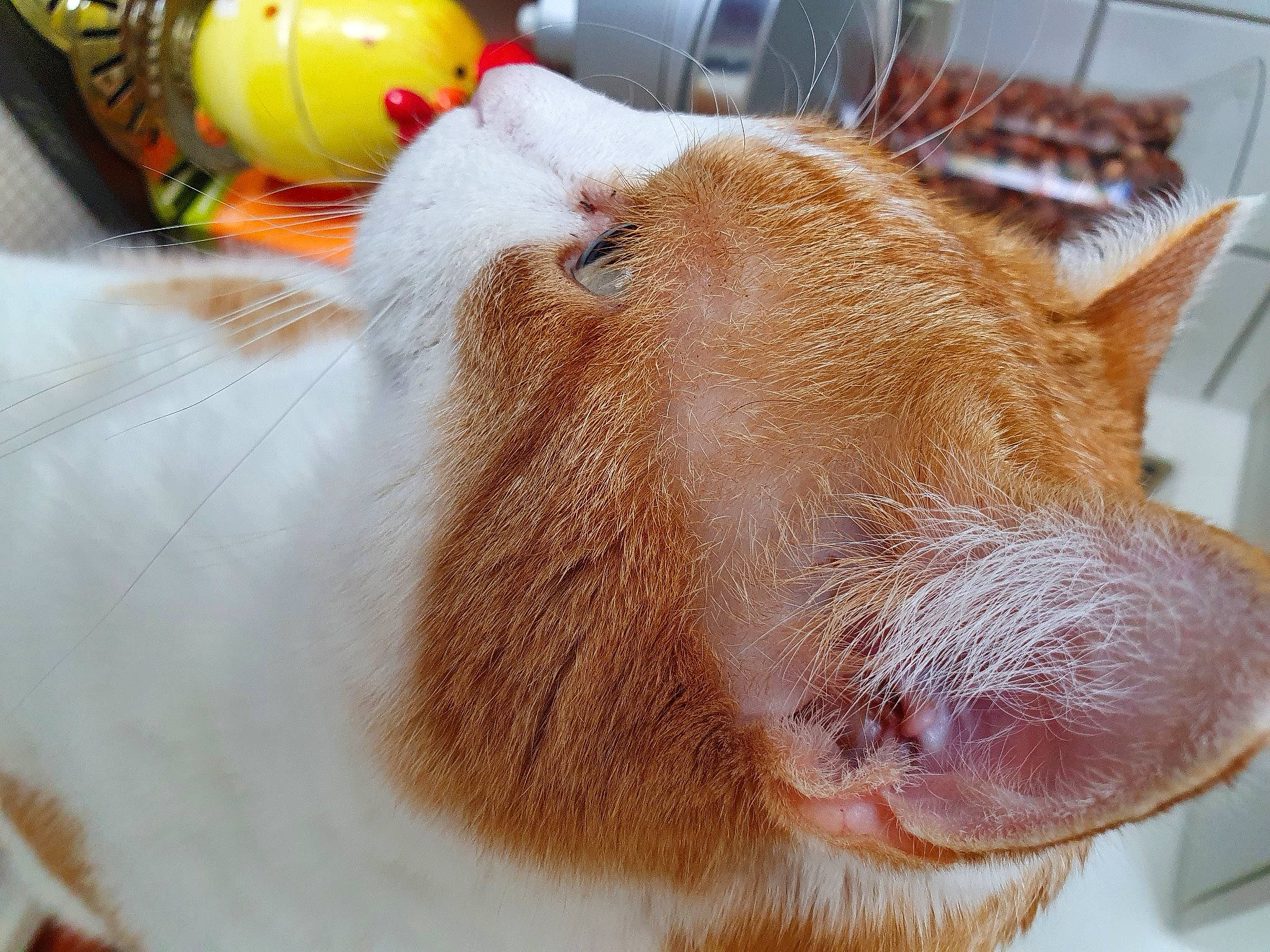 Bouchon a rejoint le concours — aidez-le/la à gagner de superbes lots ! ball, dog_breed, ear, fawn, felidae, fur, human_body, human_leg, liver, livestock, paw, small_to_medium_sized_cats, snout, sports_equipment, tail, terrestrial_animal, toy, whiskers, white, working_animal