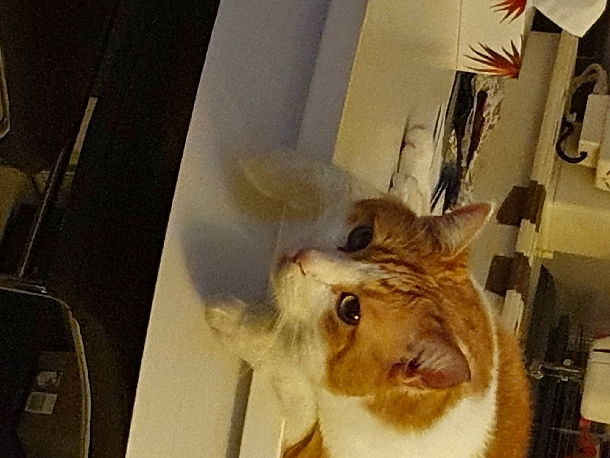 Bouchon participe au concours pour gagner de l'argent avec cette photo : animal_shelter, canidae, ear, fawn, felidae, flag, flag_of_the_united_states, fur, goat, goats, livestock, room, small_to_medium_sized_cats, snout, terrestrial_animal, visual_arts, whiskers, white, working_animal