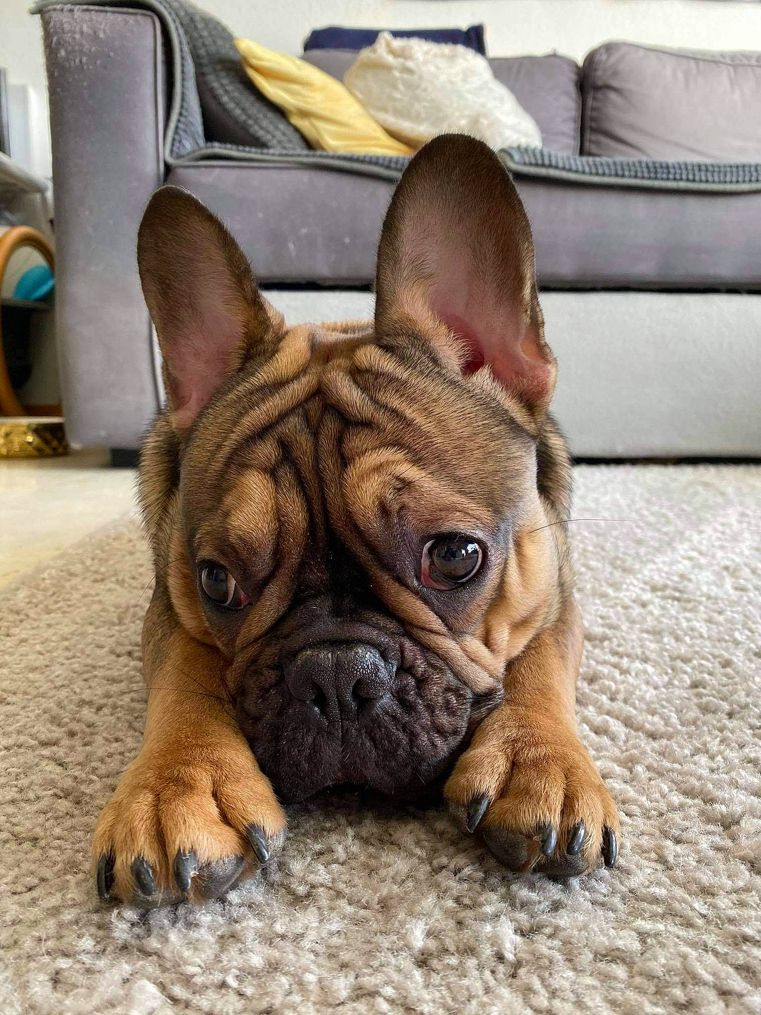 Marley participe au concours pour gagner de l'argent avec cette photo : bulldog, canidae, carnivore, comfort, companion_dog, couch, dog, dog_breed, fawn, flooring, french_bulldog, fur, molosser, snout, sporting_group, terrestrial_animal, toy_dog, whiskers, working_animal, wrinkle