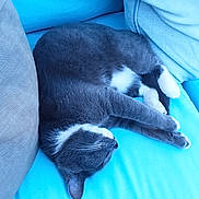 Oreo is registered to the contest to win money with this photo: cat, gray_cat, white_paws, sleeping_cat, couch, blue_couch, cushion, pet, domestic_cat, feline, resting, indoor, cozy, relaxed, fur, whiskers, animal, cute, comfortable, nap