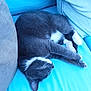 cat, gray_cat, white_paws, sleeping_cat, couch, blue_couch, cushion, pet, domestic_cat, feline, resting, indoor, cozy, relaxed, fur, whiskers, animal, cute, comfortable, nap
