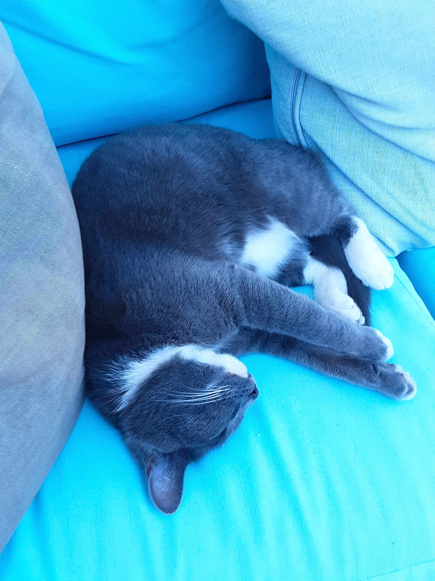 Oreo