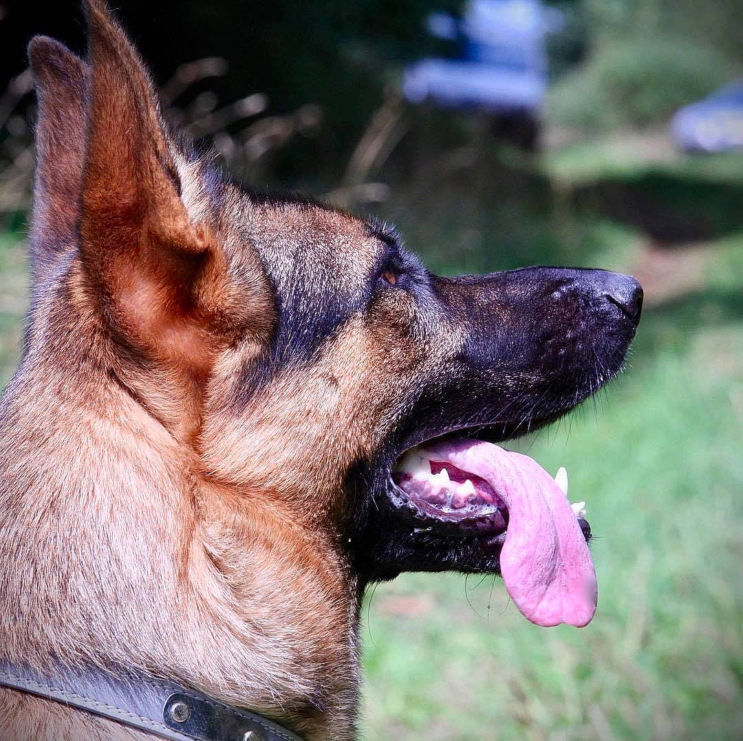 Naya participe au concours pour gagner de l'argent avec cette photo : belgian_shepherd, belgian_shepherd_malinois, canidae, carnivore, dog, dog_breed, ear, east_european_shepherd, fawn, german_shepherd_dog, king_shepherd, kunming_wolfdog, mammal, old_german_shepherd_dog, police_dog, shiloh_shepherd_dog, snout, tervuren, vertebrate, working_dog