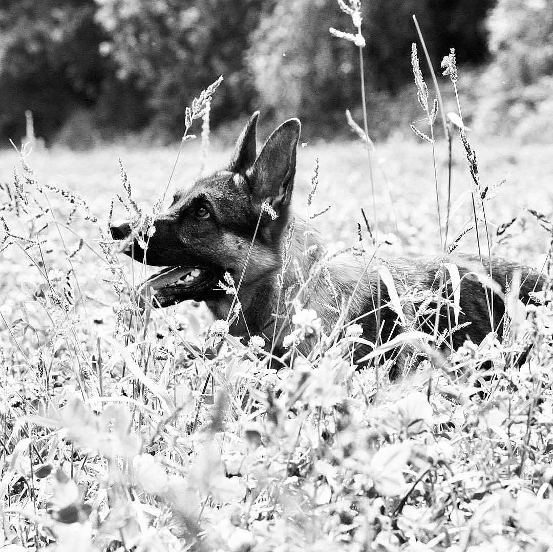 Naya a rejoint le concours — aidez-le/la à gagner de superbes lots ! australian_kelpie, black_and_white, canidae, carnivore, dog, dog_breed, german_shepherd_dog, grass, hunting_dog, lycaon_pictus, monochrome, snout, wildlife